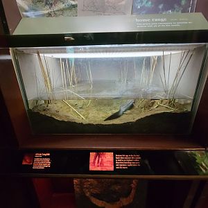 Bronx - Congo, lungfish