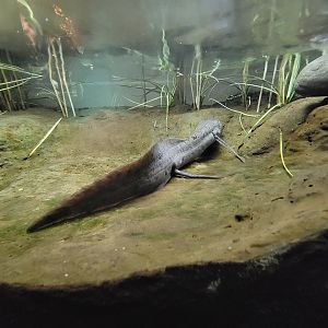 Bronx - Congo, lungfish