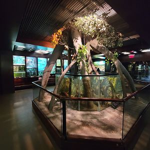 Bronx - Congo, first rotunda