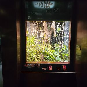 Bronx - Congo, ferns and orchids