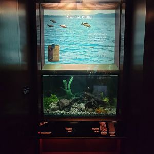 Bronx - Congo, shell-cracker fulu