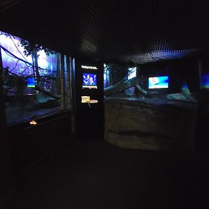 Bronx - Congo, African rock python