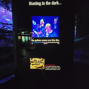 Bronx - Congo, African rock python, how they use their senses