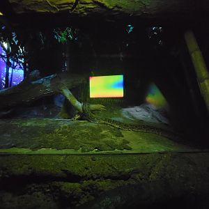 Bronx - Congo, African rock python