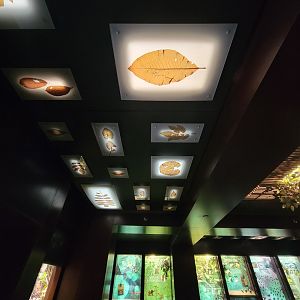 Bronx - Congo, ceiling in first rotunda