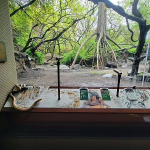 Bronx - Congo, mandrill / angolan colobus / red river hog yard