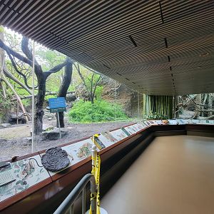 Bronx - Congo, mandrill / angolan colobus / red river hog yard