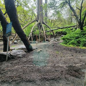 Bronx - Congo, mandrill / angolan colobus / red river hog yard