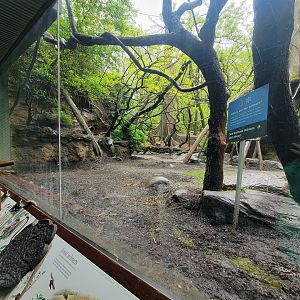 Bronx - Congo, mandrill / angolan colobus / red river hog yard