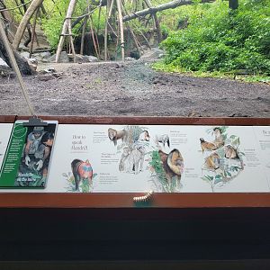 Bronx - Congo, How to speak mandrill