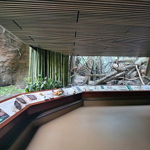 Bronx - Congo, Wolf's guenon exhibit