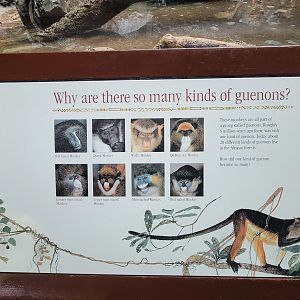 Bronx - Congo, Why are there so many kinds of guenons?