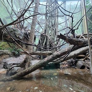 Bronx - Congo, Wolf's guenon ground area