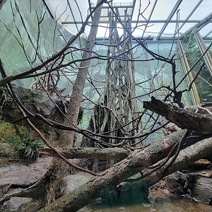Bronx - Congo, Wolf's guenon climbing area