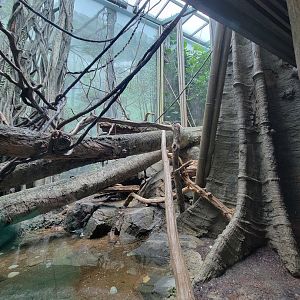 Bronx - Congo, Wolf's guenon exhibit