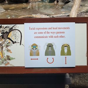 Bronx - Congo, How guenons communicate