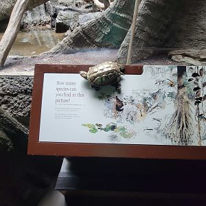 Bronx - Congo, How many species can you find in this picture?