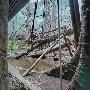 Bronx - Congo, Wolf's guenon