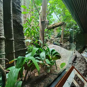 Bronx - Congo, Aviary with Congo peafowl, African pygmy geese, long-tailed hornbill, blue-bellied roller, green woodhoopoe