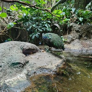 Bronx - Congo, Aviary with Congo peafowl, African pygmy geese, long-tailed hornbill, blue-bellied roller, green woodhoopoe