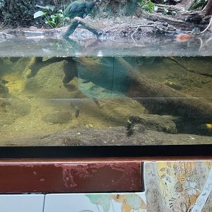 Bronx - Congo, Aviary fish, convict julie, blunthead cichlid "Kaiser", humphead cichlid, Nasuta cichlid "Tiger"