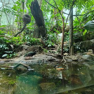 Bronx - Congo, Aviary with Congo peafowl, African pygmy geese, long-tailed hornbill, blue-bellied roller, green woodhoopoe