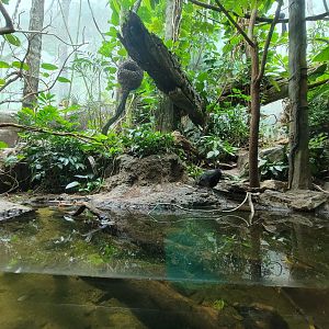 Bronx - Congo, Aviary with Congo peafowl, African pygmy geese, long-tailed hornbill, blue-bellied roller, green woodhoopoe