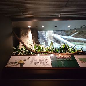 Bronx - Congo, Indoor viewing of gorillas