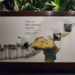Bronx - Congo, Gorilla subspecies sign