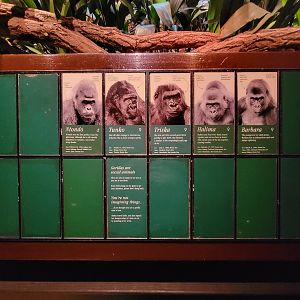 Bronx - Congo, Troop info