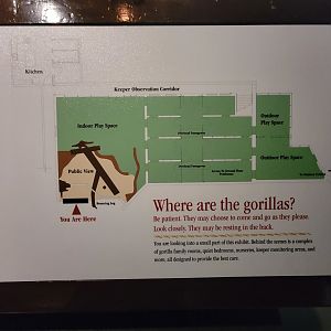 Bronx - Congo, map of indoor gorilla areas