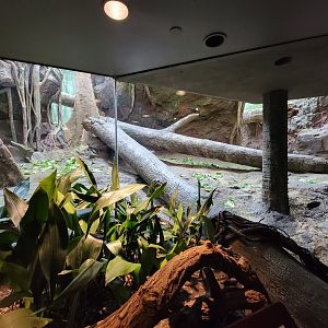 Bronx - Congo, indoor gorilla viewing spot