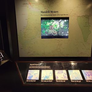 Bronx - Congo, Conservation Showcase rotunda