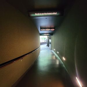 Bronx - Congo, path to Great Apes Gallery