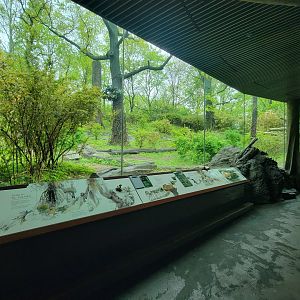 Bronx - Congo, Great Apes Gallery rotunda