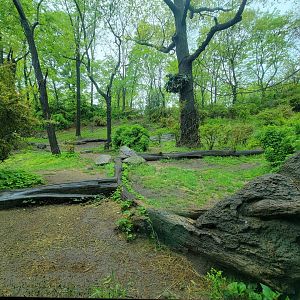 Bronx - Congo, Great Apes Gallery rotunda