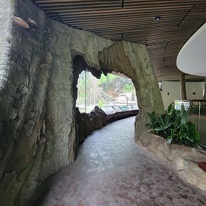 Bronx - Congo, Great Apes Gallery rotunda