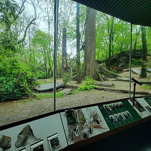 Bronx - Congo, Great Apes Gallery rotunda
