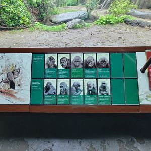 Bronx - Congo, Great Apes Gallery rotunda