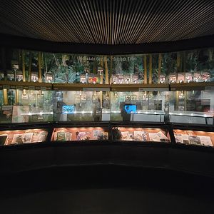 Bronx - Congo, Mountain Gorillas Through Time