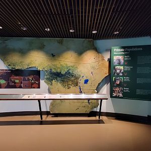 Bronx - Congo, Primate Populations