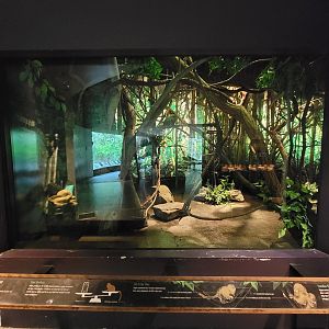Bronx - Congo, Pygmy marmosets behind the Great Apes Gallery rotunda