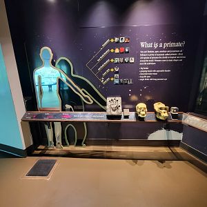 Bronx - Congo, What is a primate?