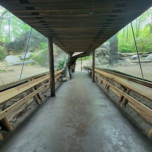 Bronx - Congo, Gorilla Encounter walkway