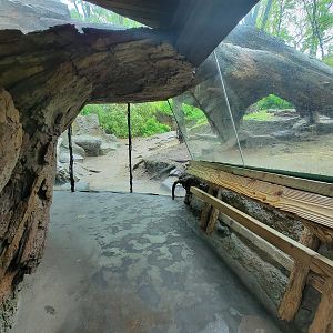 Bronx - Congo, Gorilla Encounter walkway