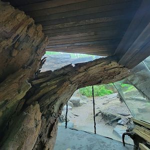 Bronx - Congo, Gorilla Encounter walkway