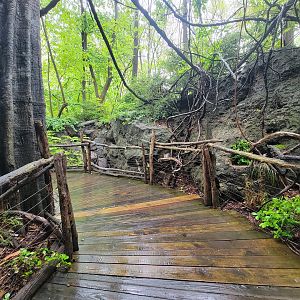 Bronx - Congo, path to exit