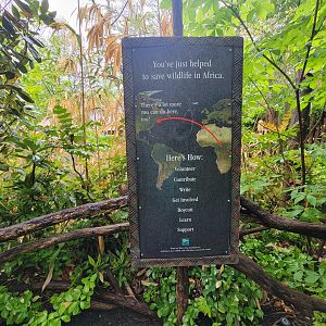 Bronx - Congo, path to exit