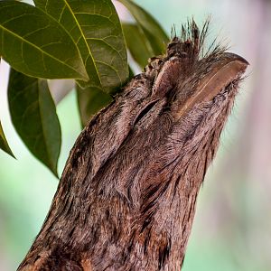 Tawny Frogmouth