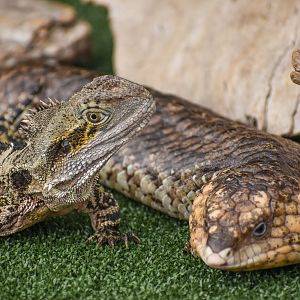 Eastern Water Dragon and Shingleback